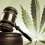 Comment sensibiliser les politiques au cannabis thérapeutique ?